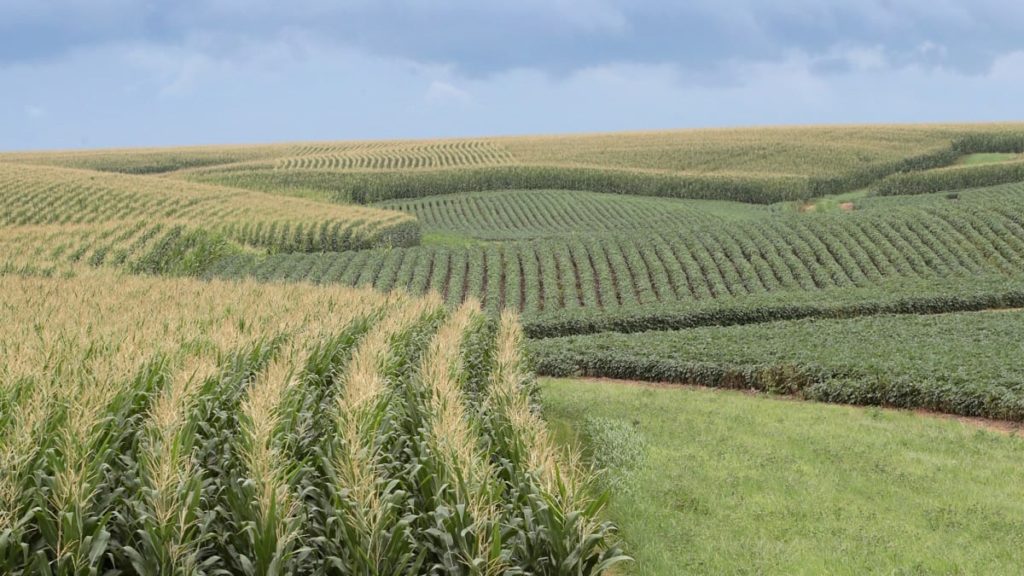 US Pulse Crop Planting Progress in Key States